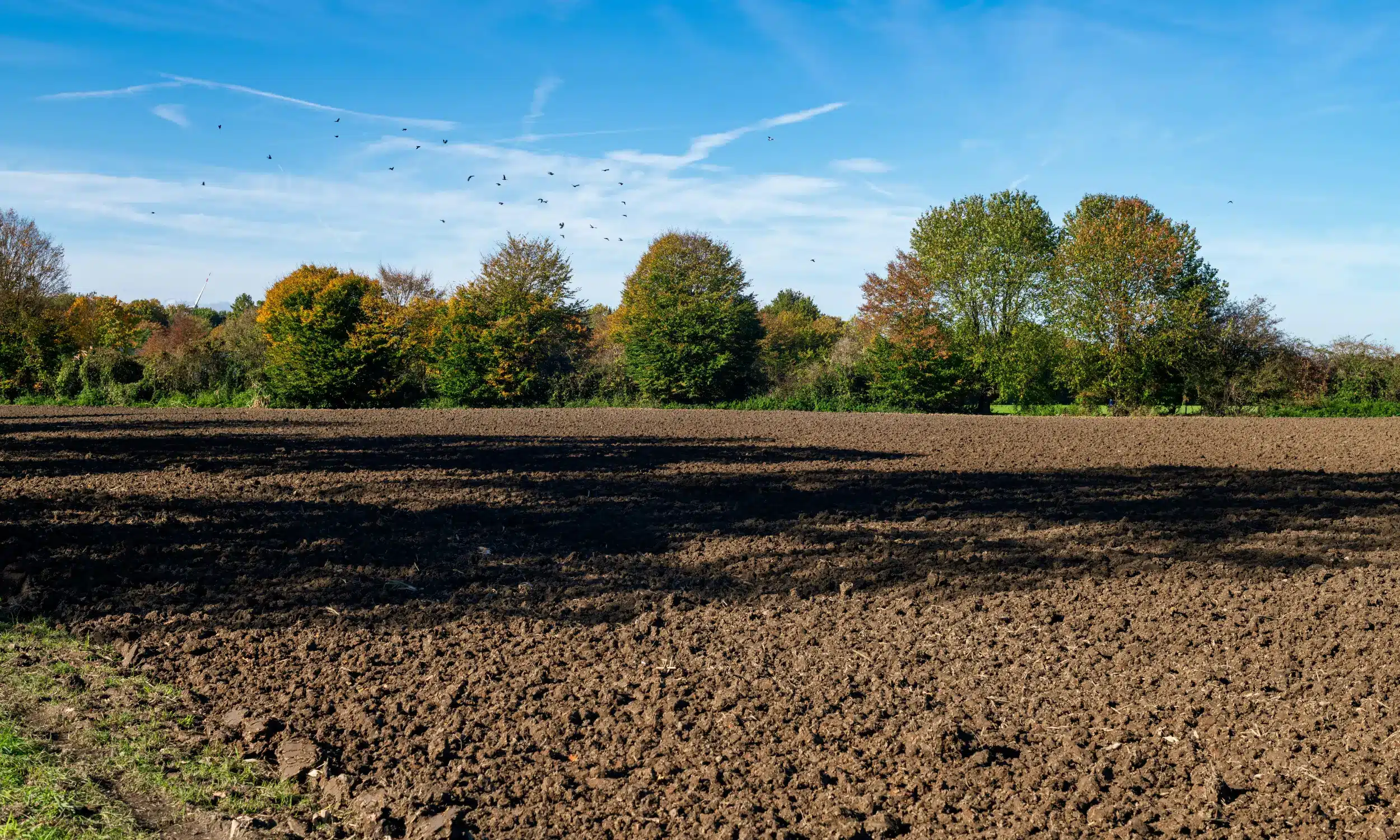 terrain agricole avec sol labouré en arrière plan une foret