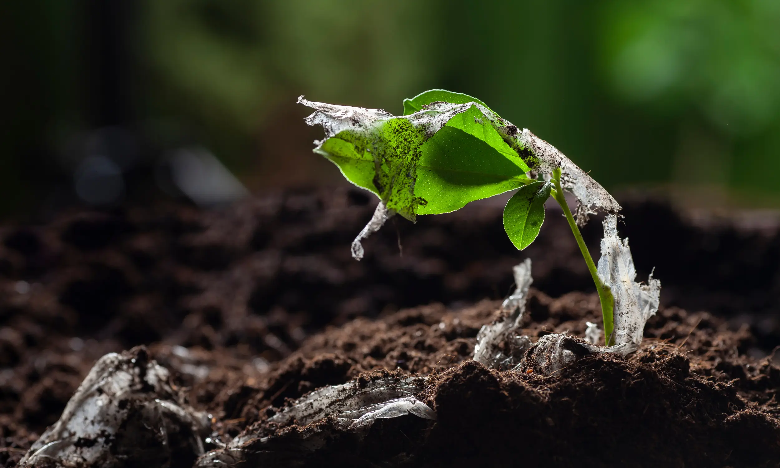 plante en train de poussé de la terre avec des microplastique présent sur le dessus