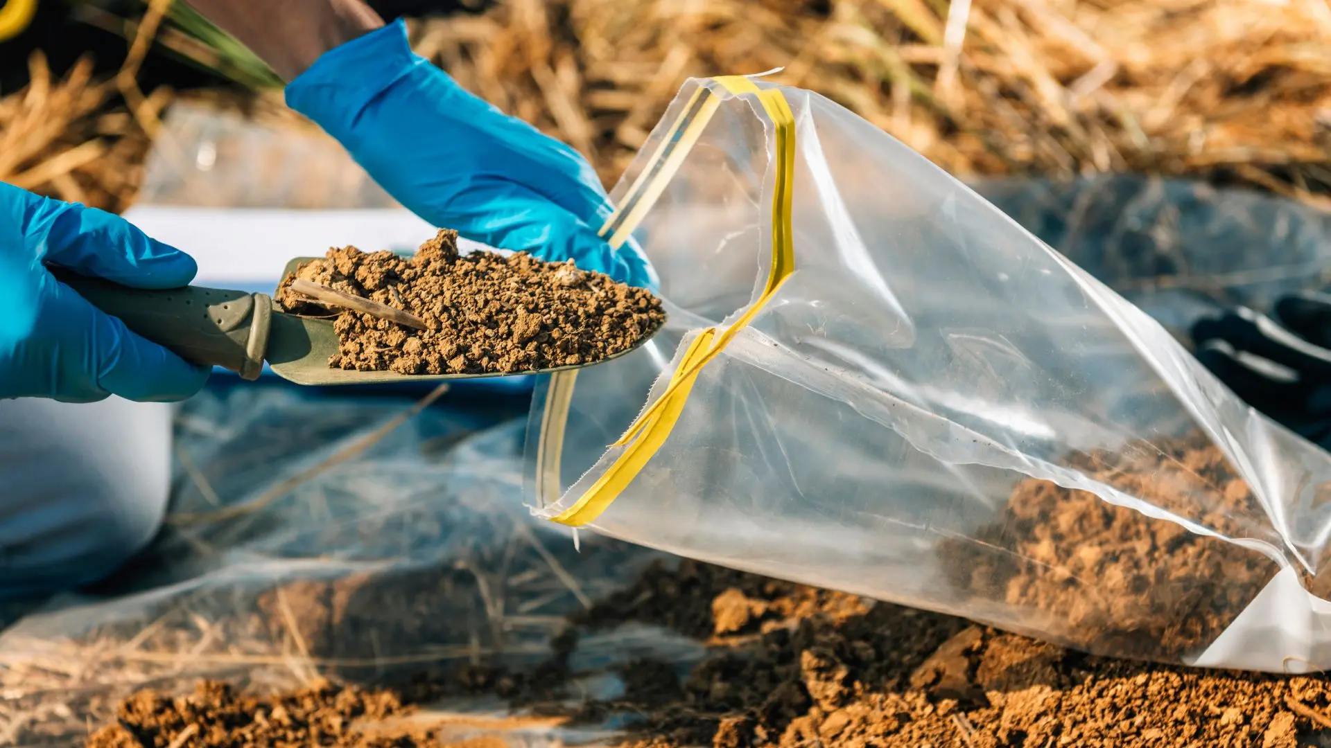 sachet de prélèvement entrain d'être rempli de terre par un homme avec une pelle et de gants de protection bleu